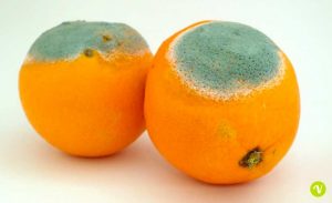 Gli alimenti con la muffa fanno venire il cancro?
