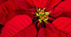 4-7-8 Dicembre: in tutte le piazze del Salento!