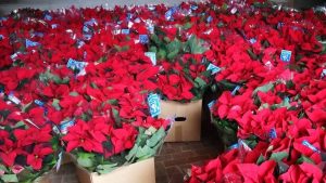Stelle di Natale Lilt, un successo: distribuite oltre 20mila piante