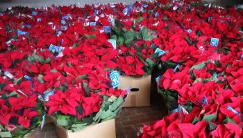 Stelle di Natale Lilt, un successo: distribuite oltre 20mila piante